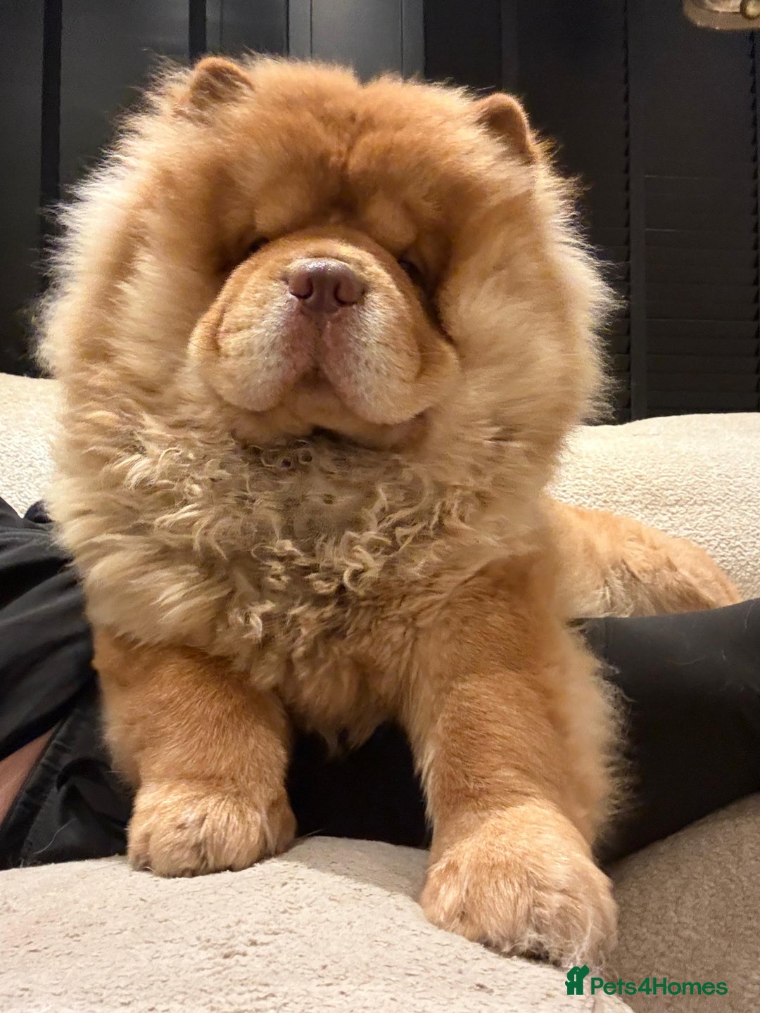 Chow Chow dogs for stud: Taco - a KC-registered Chocolate Fawn Tan Carrier - Advert 1
