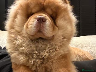 Chow Chow dogs Taco - a KC-registered Chocolate Fawn Tan Carrier - Advert 3