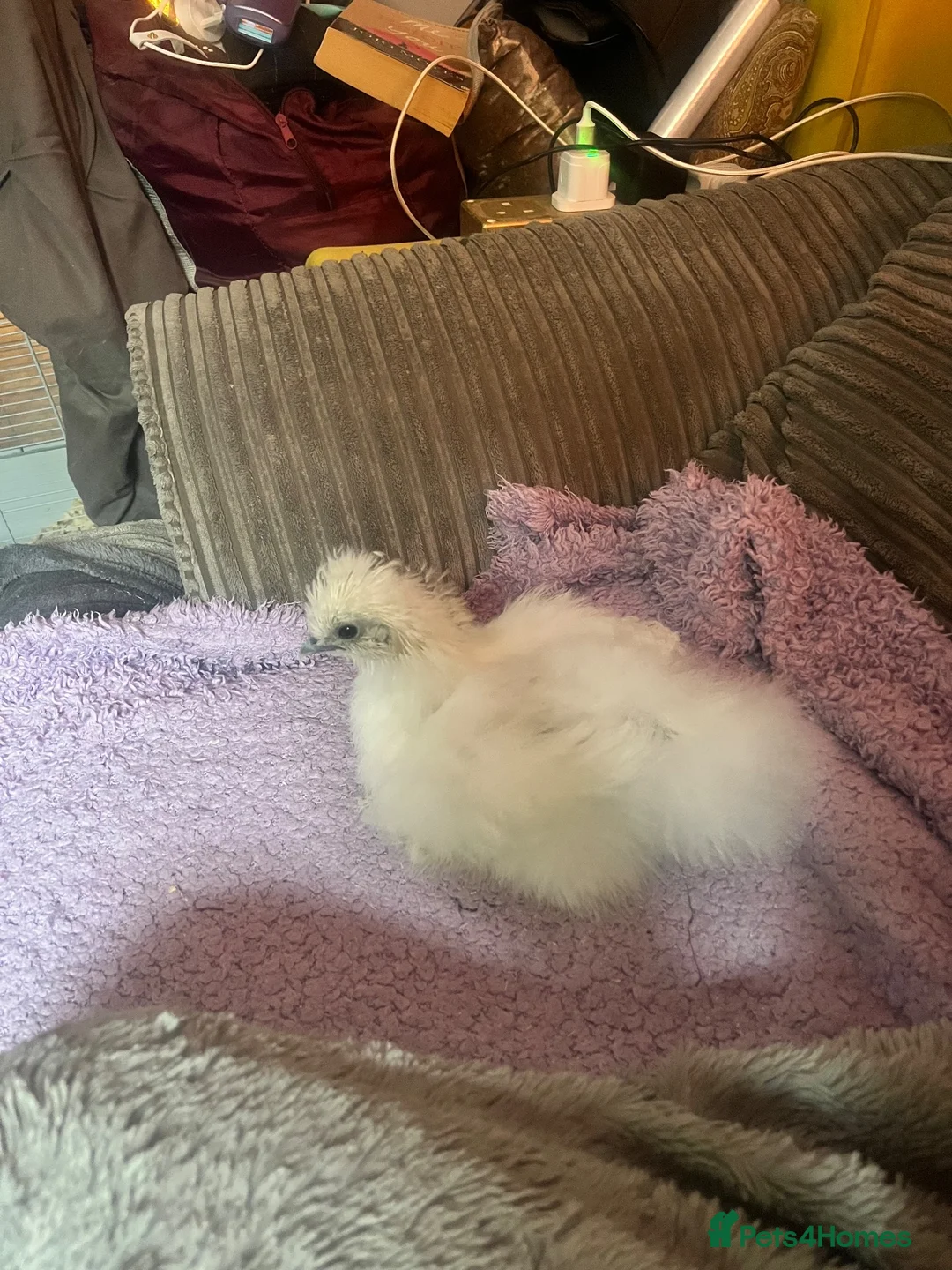 Chickens poultry for sale: White silkie chick  - Advert 1