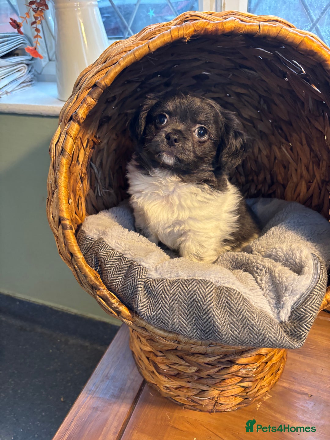 Chihuahua dogs for sale: Apple head blue white party boy puppy  - Advert 4