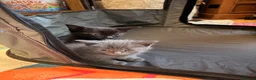 Domestic Shorthair cats for sale: Adorable 7-Week-Old Kittens Ready for Loving Home! in London - Advert 5