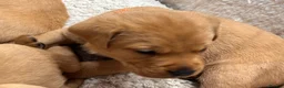 Labrador Retriever dogs for sale: Red Fox Labrador Retriever Puppies  - Advert 6