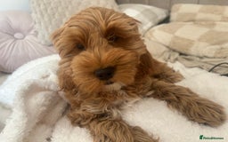 Cockapoo dogs for sale: Cockapoo  - Image 3