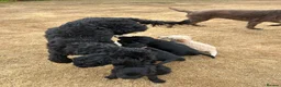 Labradoodle dogs for sale: *last two girls remaining* F1b labradoodles. - Advert 15