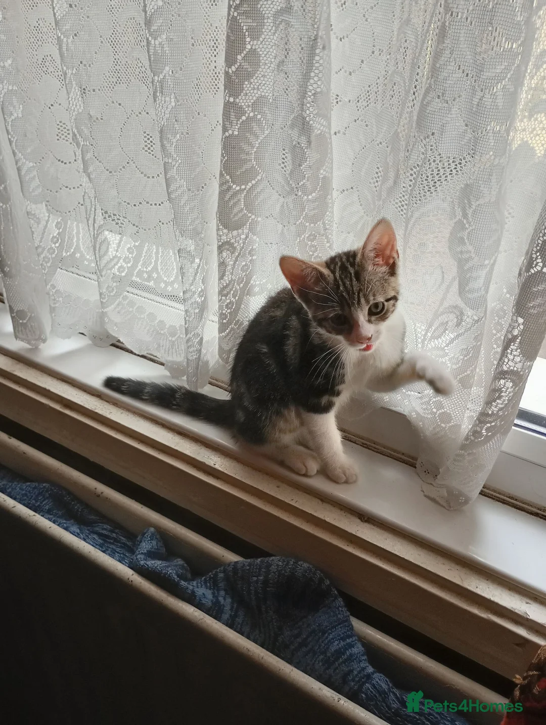 Mixed Breed cats for sale: Two kittens for sale  - Advert 2