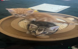 Mixed Breed cats for sale: Beautiful little kitten - Image 7