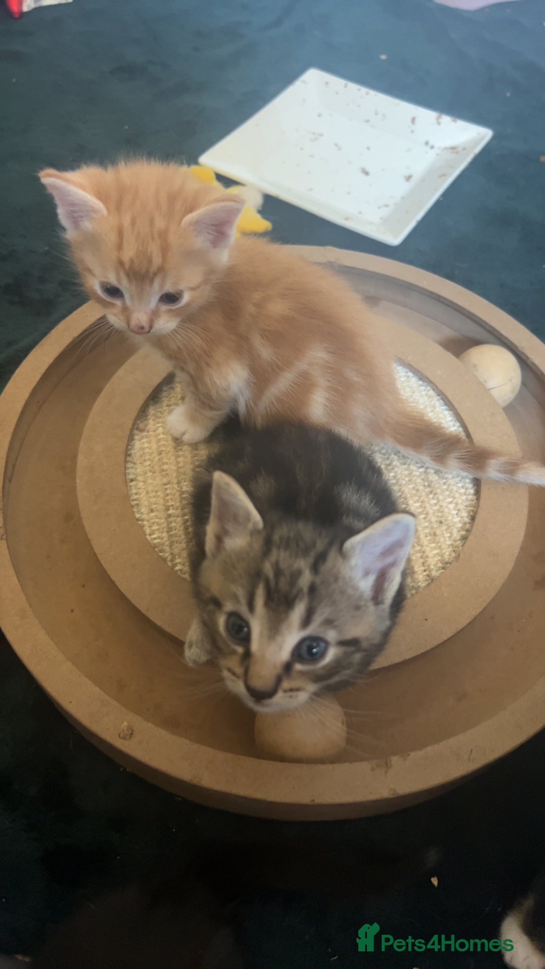 Mixed Breed cats for sale: Beautiful little kitten - Image 7