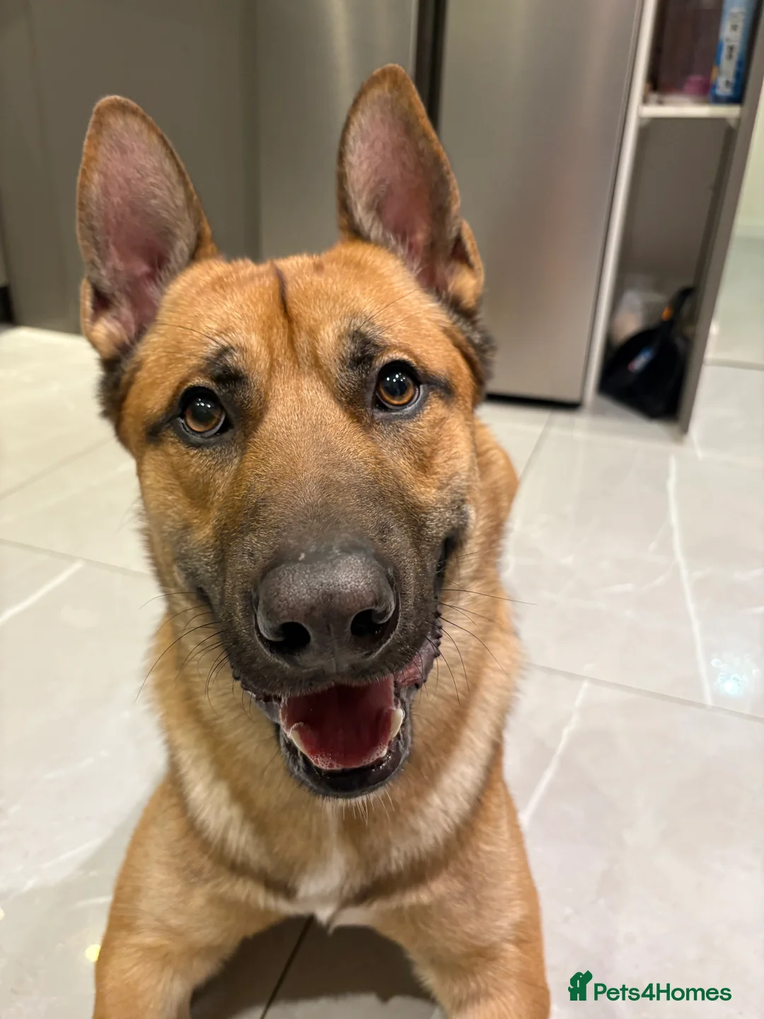 Mixed Breed dogs for sale: DOG           - Advert 12