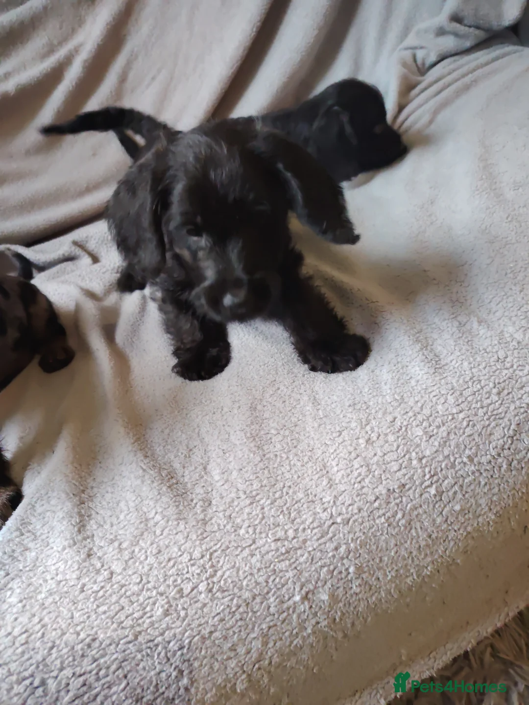 Doxiepoo dogs for sale: Doxiepoo ready now - Advert 7