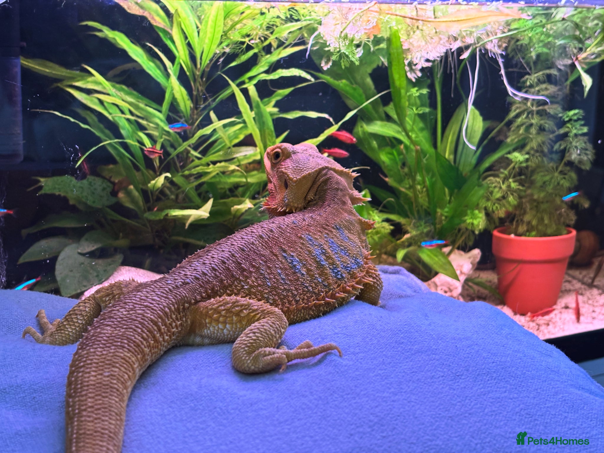 Bearded Dragon reptiles Betsy  - Advert 5