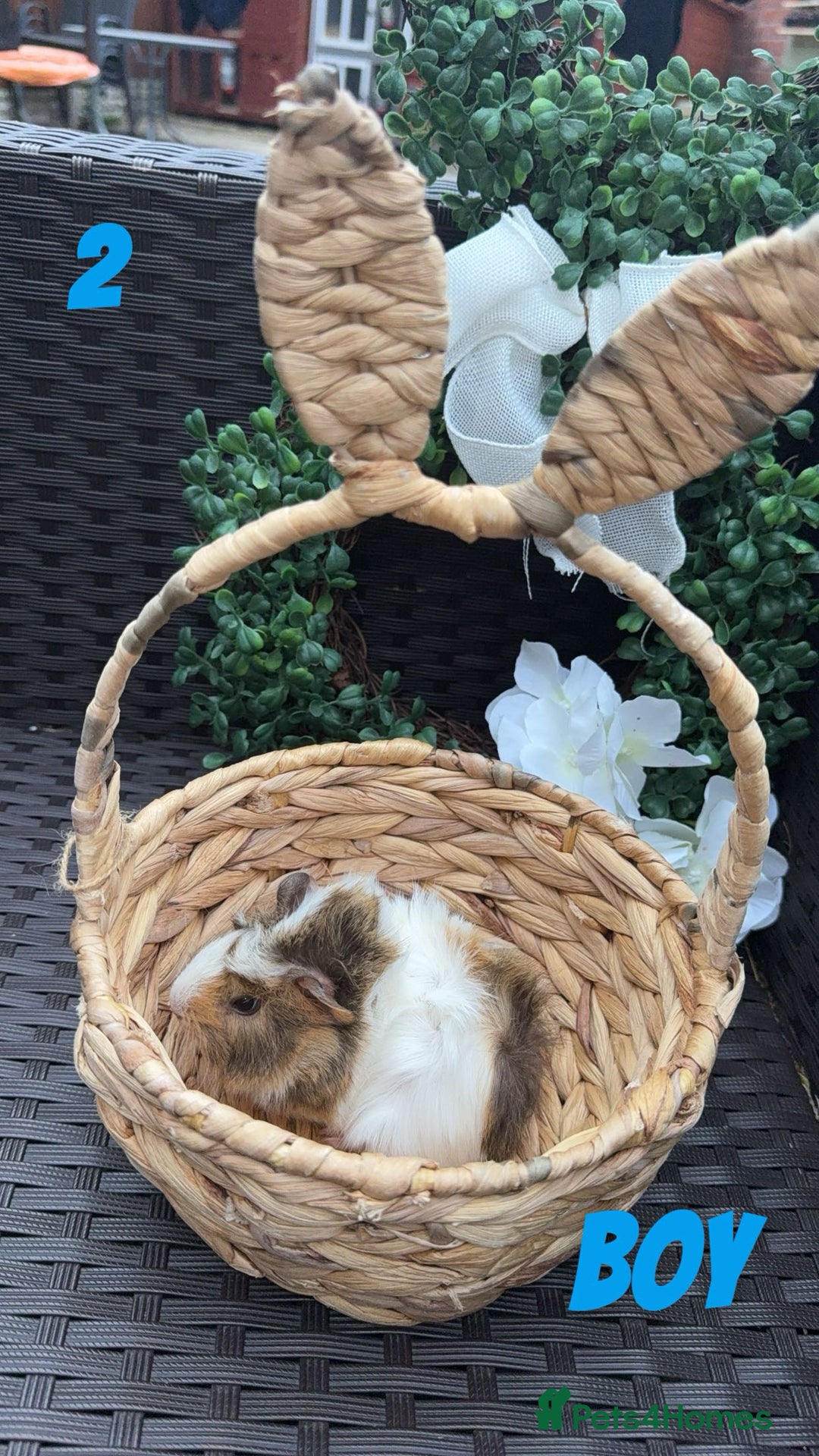 Guinea Pig rodents for sale: 4 baby guinea pigs looking for their forever home - Image 5