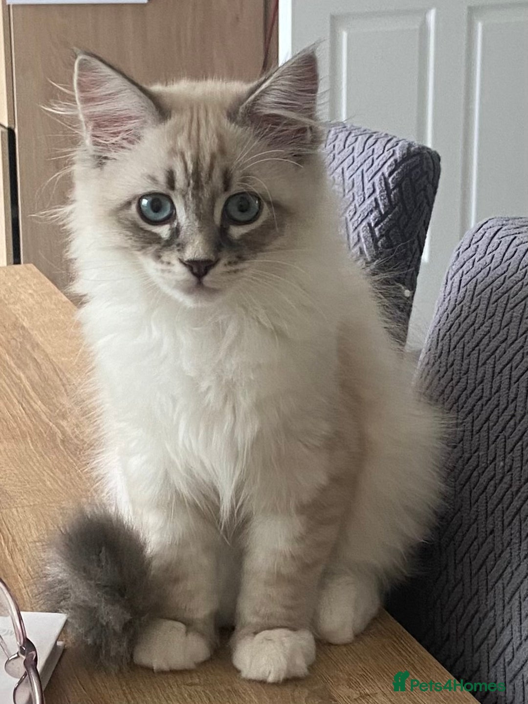 Siberian cats for sale: Siberian kittens   Neva Masquerade White - Image 1