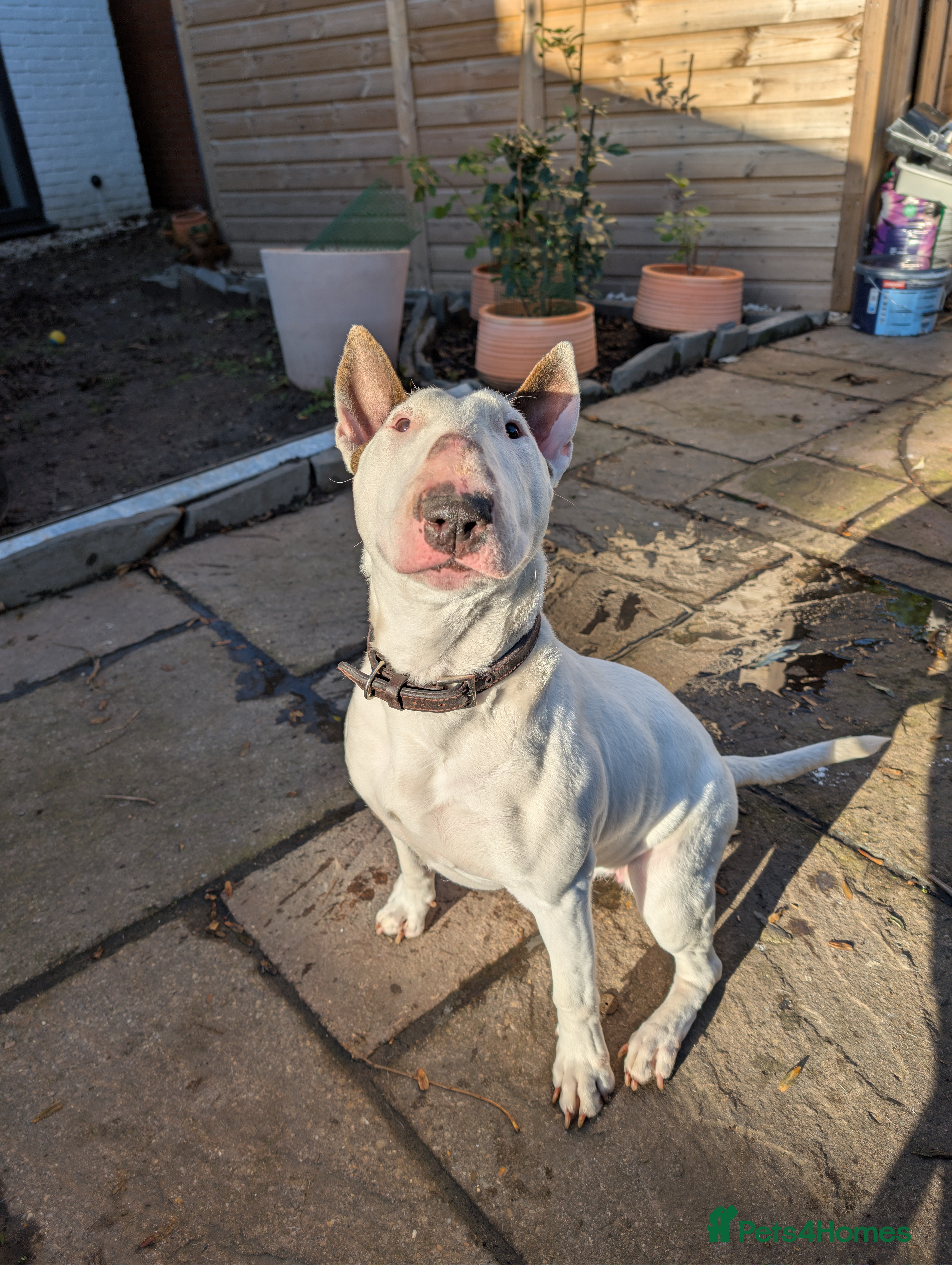 English Bull Terrier dogs English bull terrier - Loving Home Wanted - Advert 2