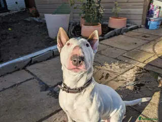 English Bull Terrier dogs English bull terrier - Loving Home Wanted - Advert 8