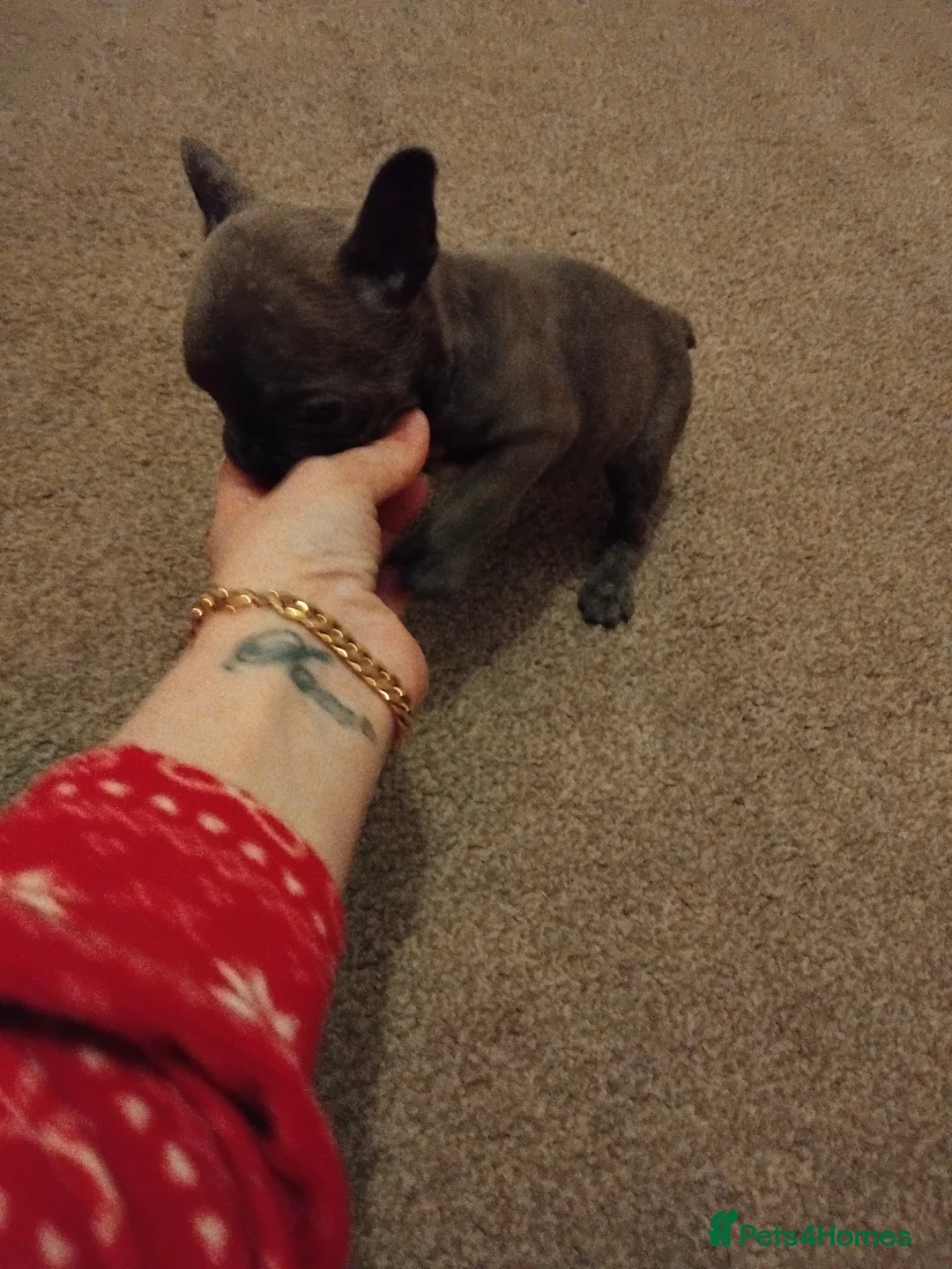 Mixed Breed dogs for sale: Two puppies for sale - Advert 3