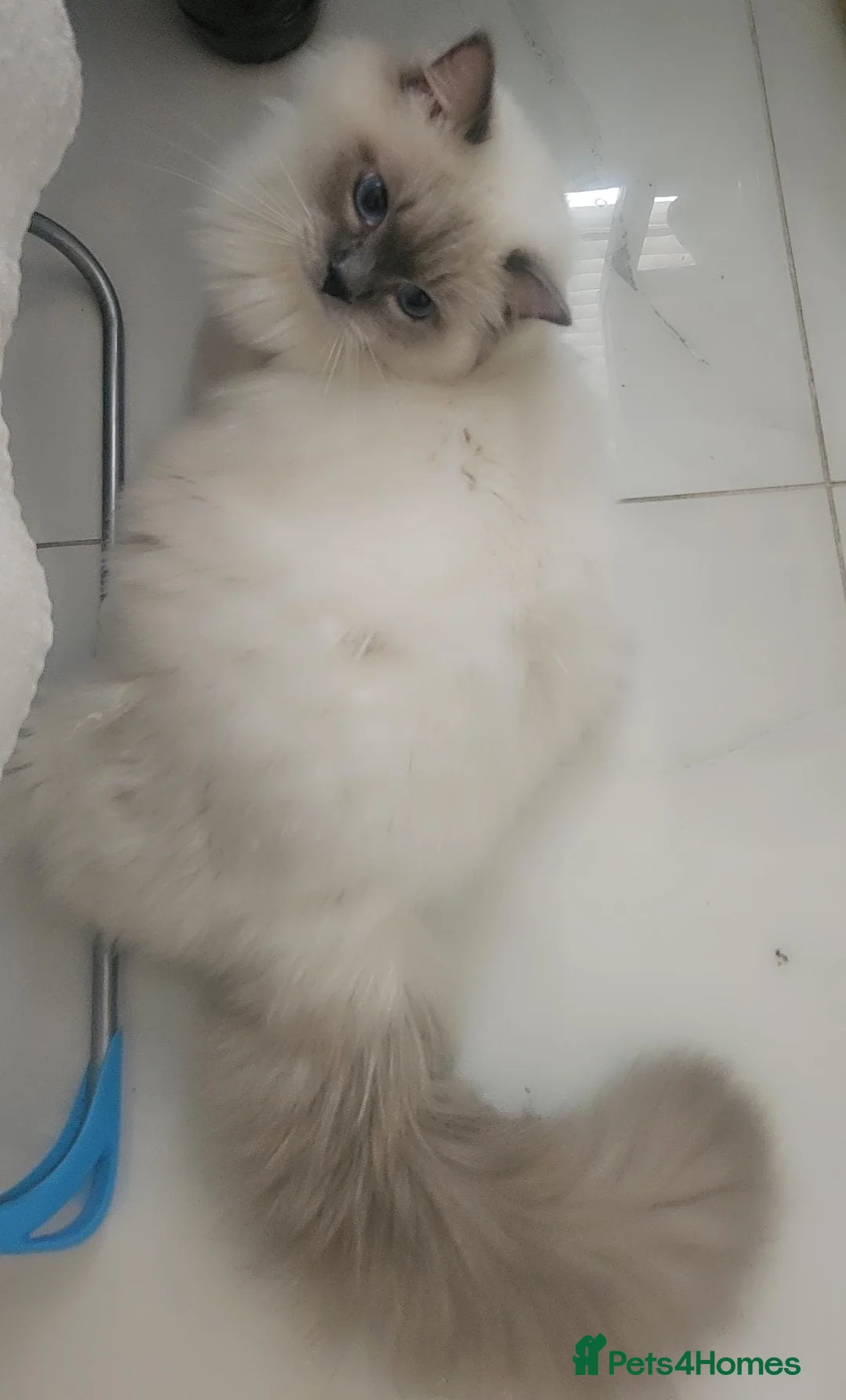 Ragdoll cats for stud: Mr Cloudd - Advert 2