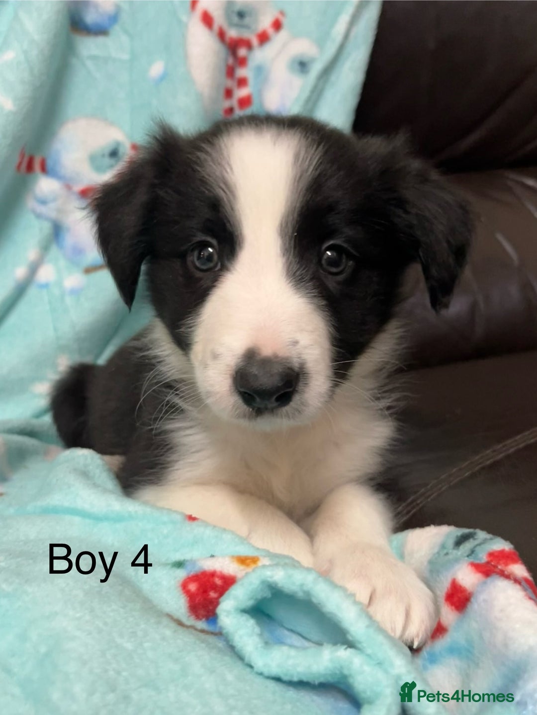Border Collie dogs for sale: PEDIGREE ISDS & KC BORDER COLLIE PUPS - Image 31