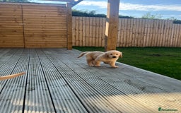 Golden Retriever dogs for sale: Teddy Bear Goldies - Image 34