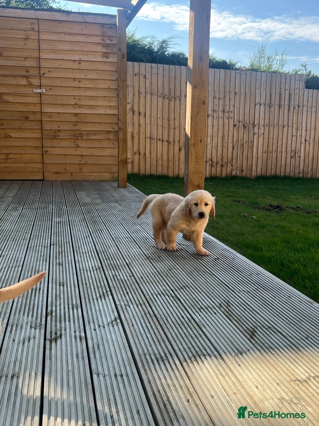 Golden Retriever dogs for sale: Teddy Bear Goldies - Image 34
