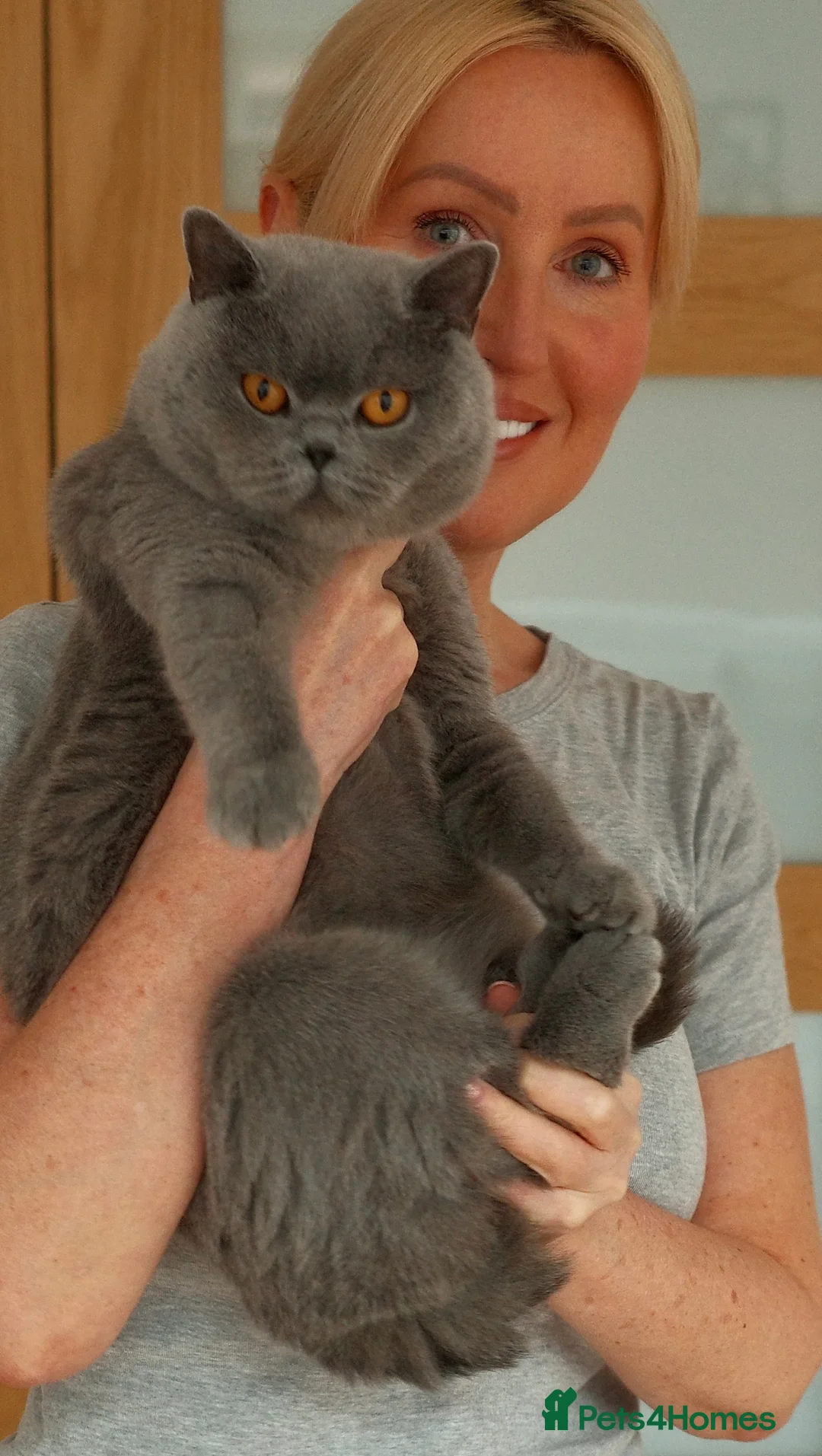 British Shorthair cats for sale: 4 BSH adults and one kitten GCCF registered  - Advert 4