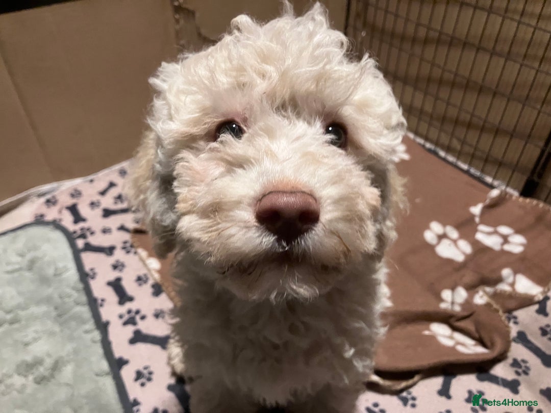 Lagotto Romagnolo dogs for sale: Stunning Litter of Pedigree Lagotto Romagnolo Pups - Advert 15