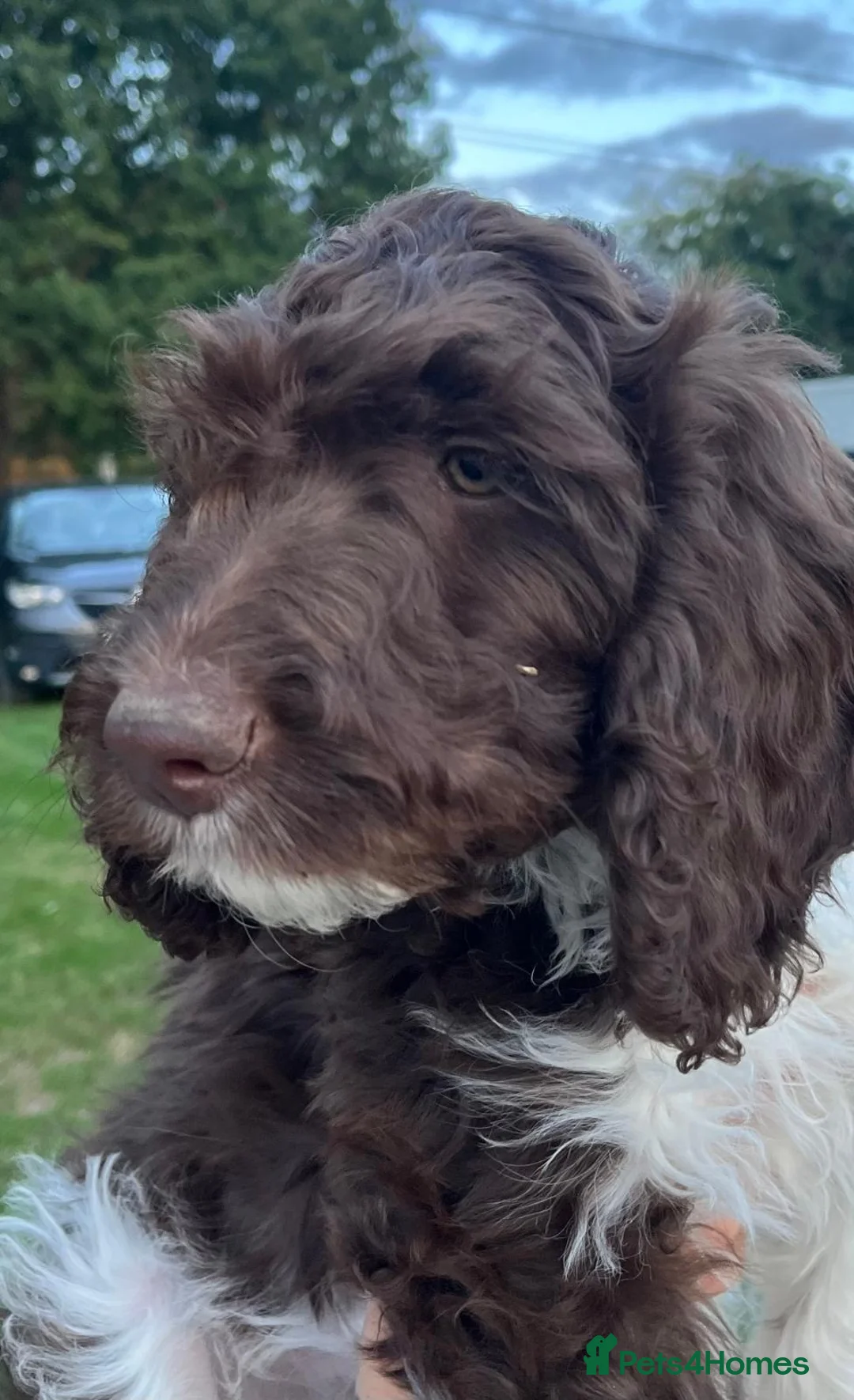 Sproodle dogs for sale: Sproodles - Advert 1