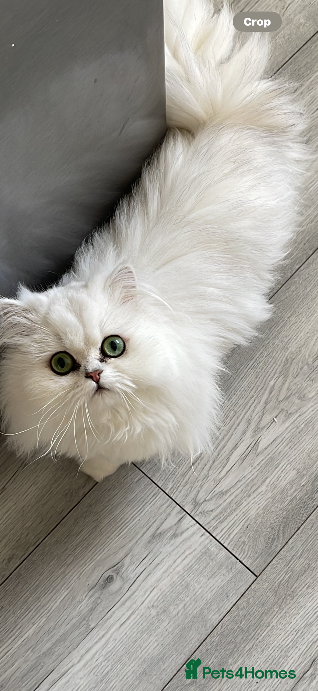 Persian cats for sale: Persian chinchilla female  - Advert 7