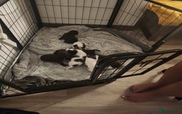 Cocker Spaniel dogs for sale: 7 pups 4 girls 3 boys  - Image 28