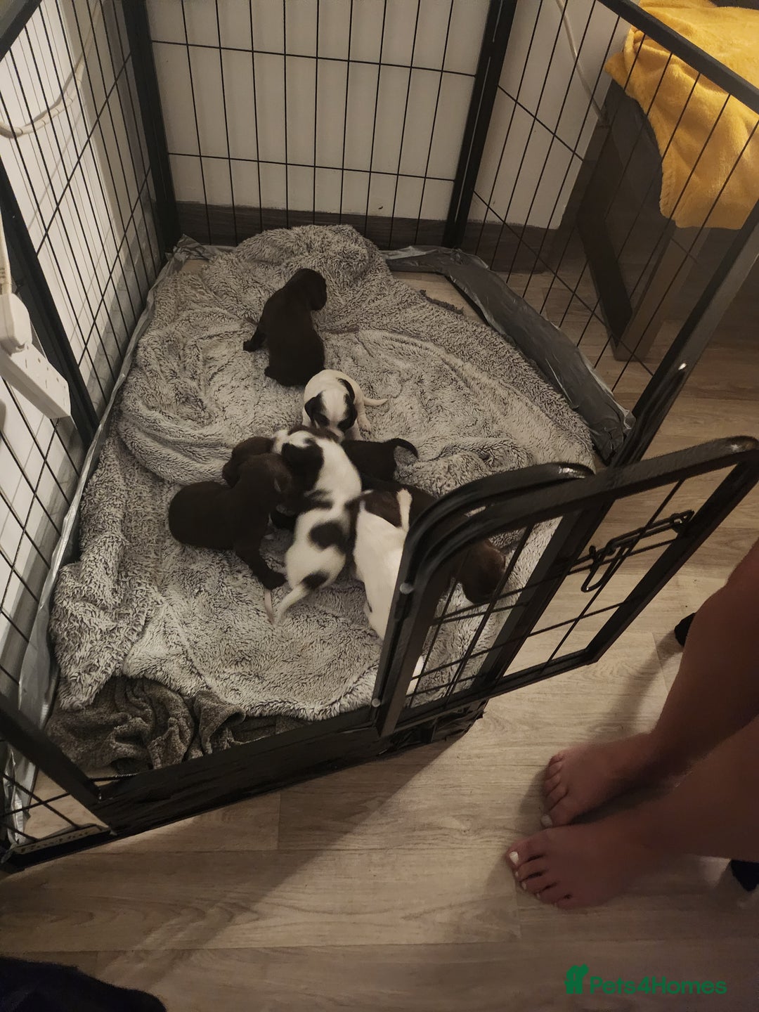 Cocker Spaniel dogs for sale: 7 pups 4 girls 3 boys  - Image 28