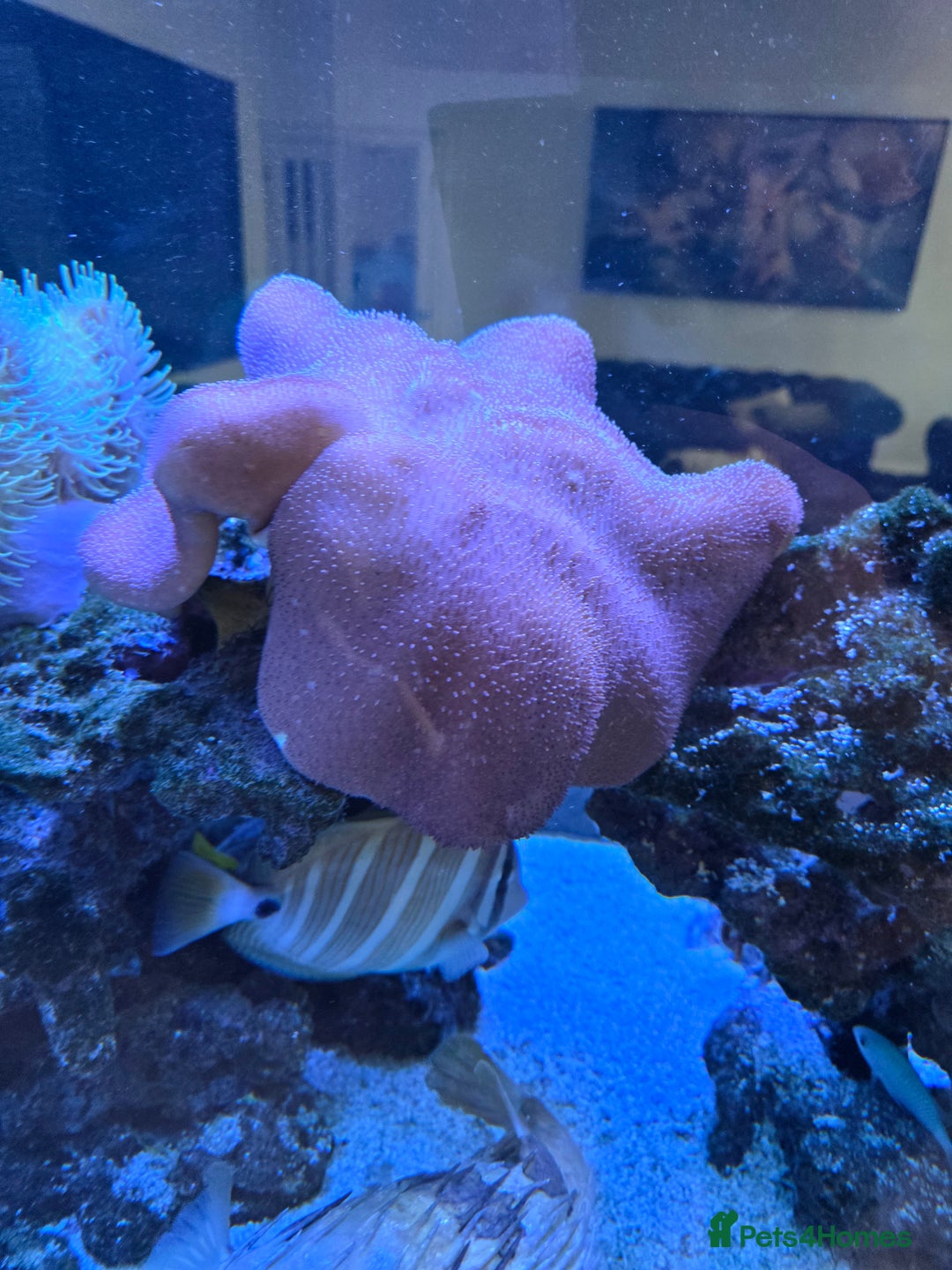 Angelfish fish for sale: Marine fish and coral - Image 11