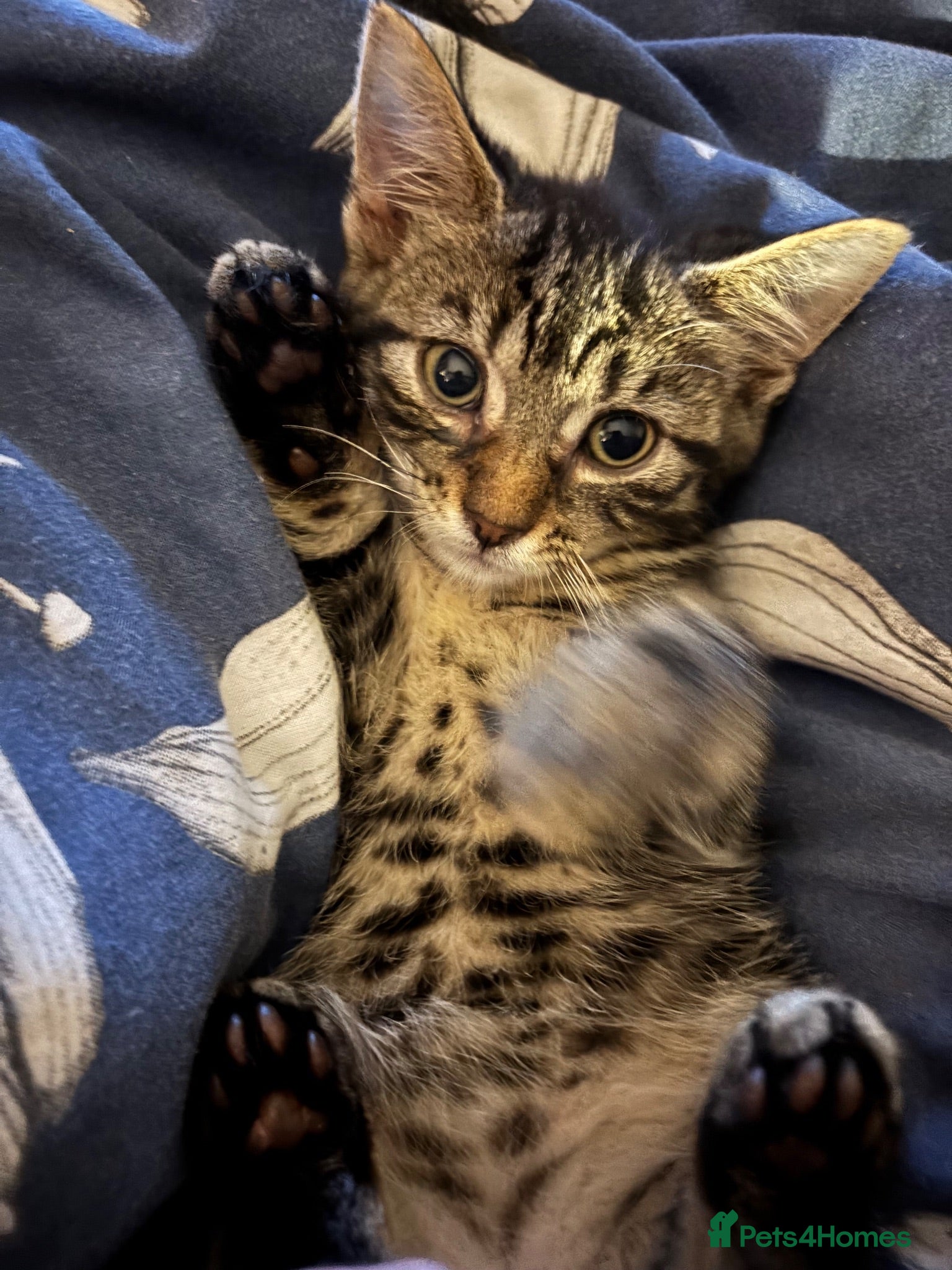 Mixed Breed cats Fluffy kittens ready now - Advert 1
