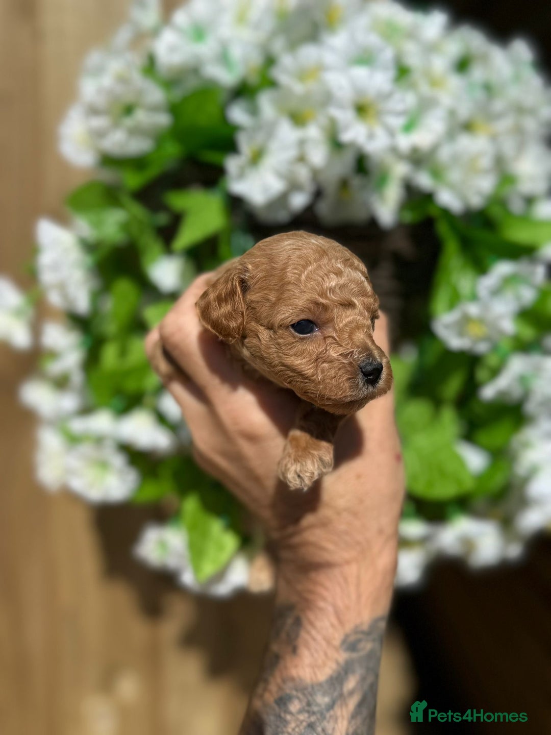 Toy Poodle dogs for sale: 💙🩷Gorgeous KC Toy Poodle Puppies 🩷💙 - Image 7