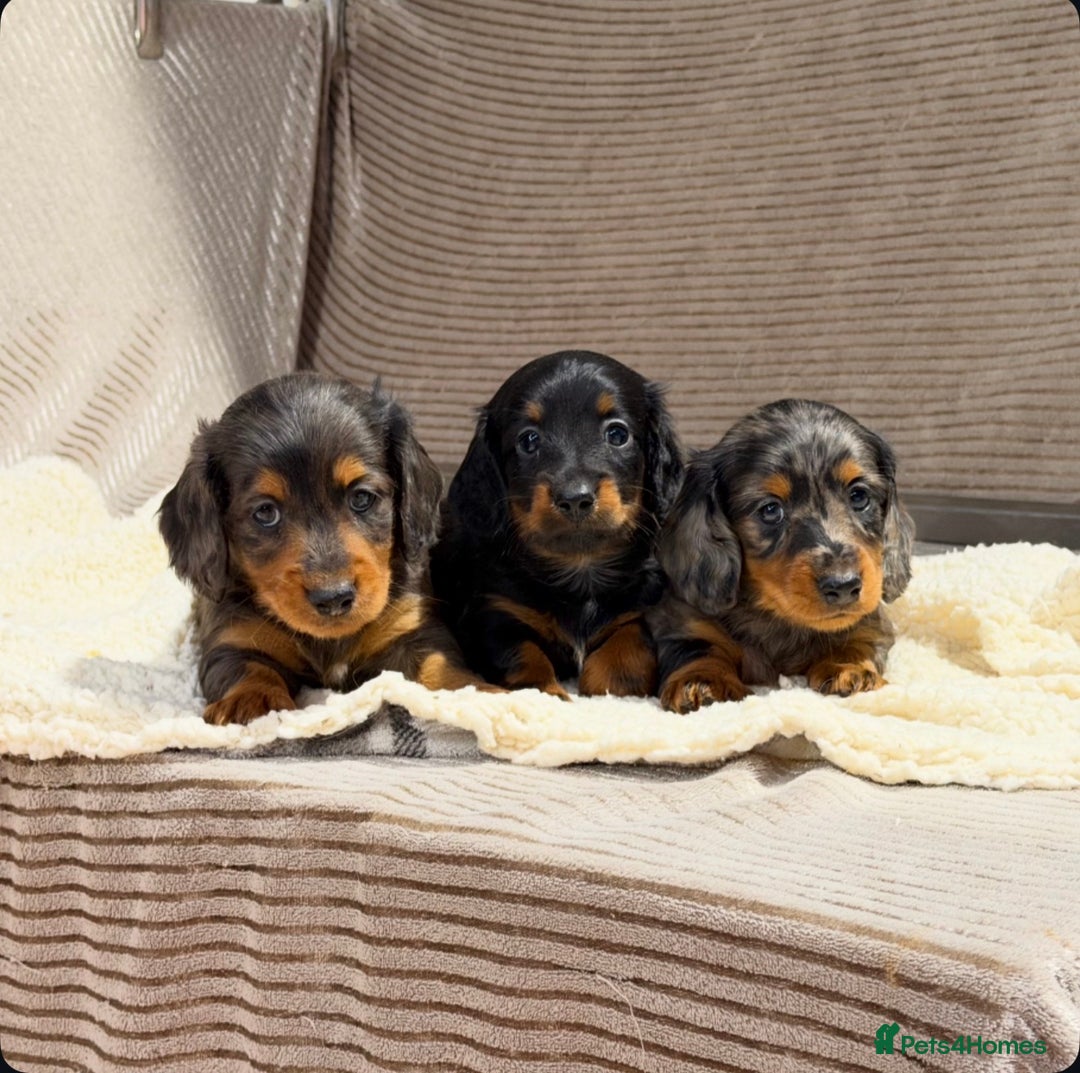 Miniature Dachshund dogs for sale: STUNNING LONG HAIRED KC MINI DACHSHUND PUPPIES - Advert 1