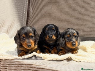 Miniature Dachshund dogs STUNNING LONG HAIRED KC MINI DACHSHUND PUPPIES - Advert 3