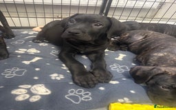 Cane Corso dogs for sale: CLOSING ADVERT ONCE REVIEWS ARE MADE - Advert 18