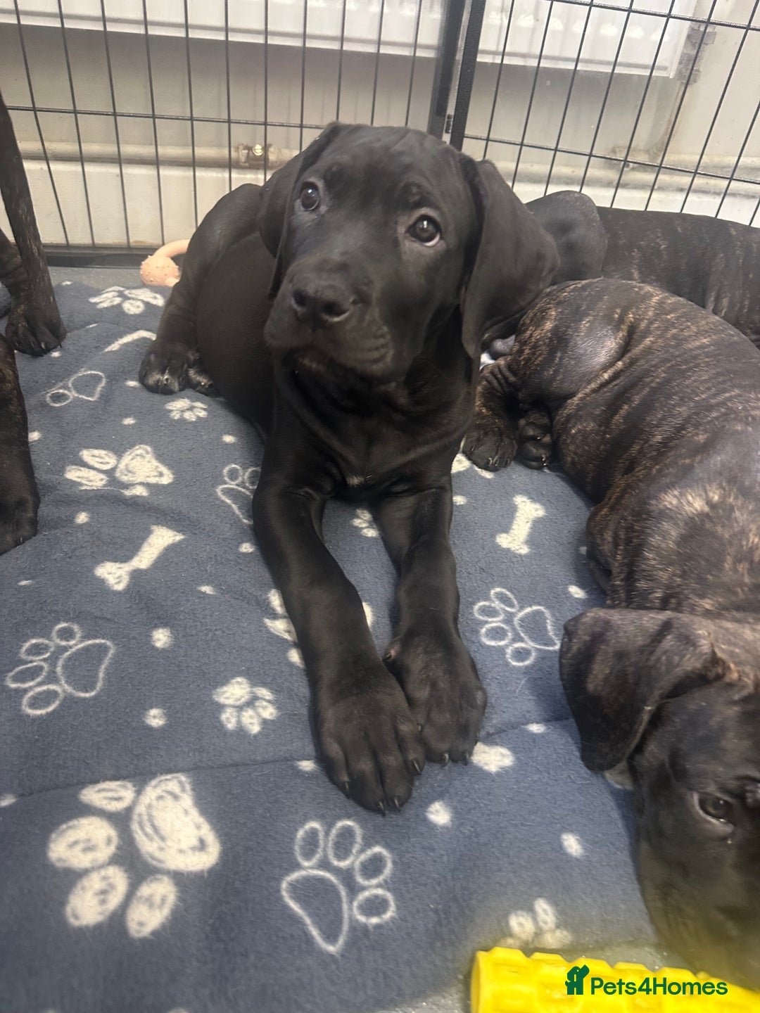 Cane Corso dogs for sale: CLOSING ADVERT ONCE REVIEWS ARE MADE - Advert 18