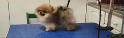 Pomeranian dogs for sale: Incredibly fluffy Pom puppies  - Advert 10