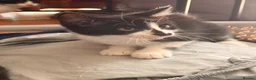 British Shorthair cats for sale: 4 black + white female kittens - Advert 25