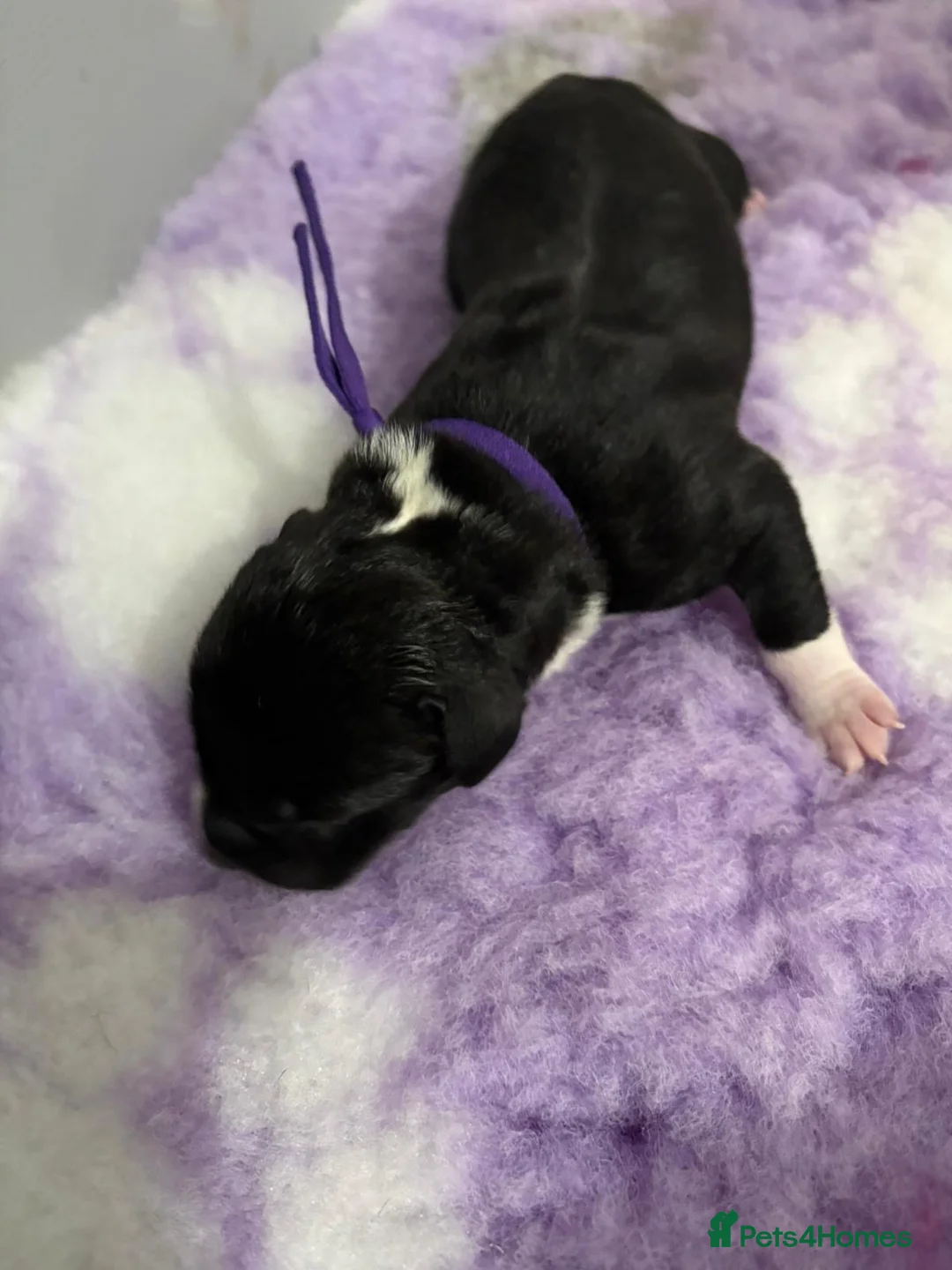 Staffordshire Bull Terrier dogs for sale: Gorgeous staff pups  in London - Advert 3