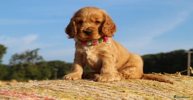 Cocker Spaniel dogs - Advert 7