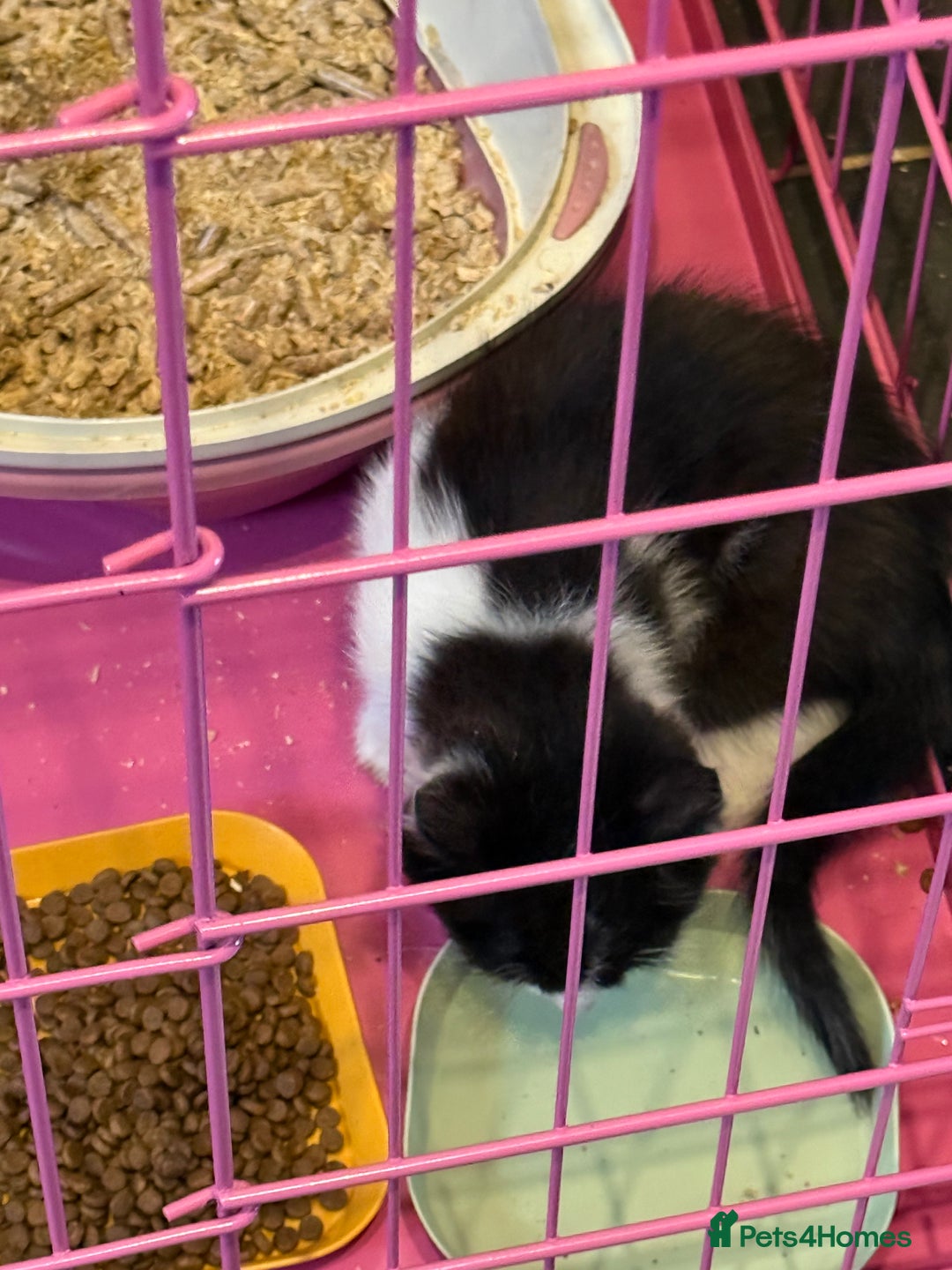 Mixed Breed cats for sale:  1 STUNNING KITTEN READY NOW - Advert 5