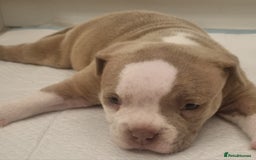 American Bully dogs for sale: 4 pocket bully pups. - Advert 15