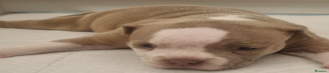 American Bully Puppy 3