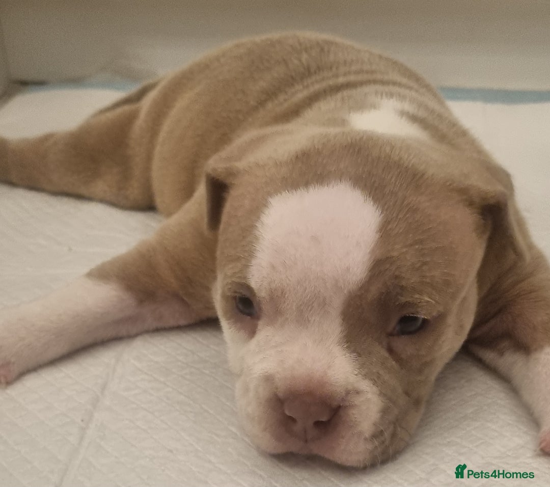 American Bully dogs for sale: 4 pocket bully pups. - Advert 15