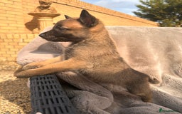 Belgian Shepherd Dog dogs for sale: Dutch Herder Puppies  - Image 21