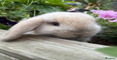Mini Lop rabbits - Advert 2