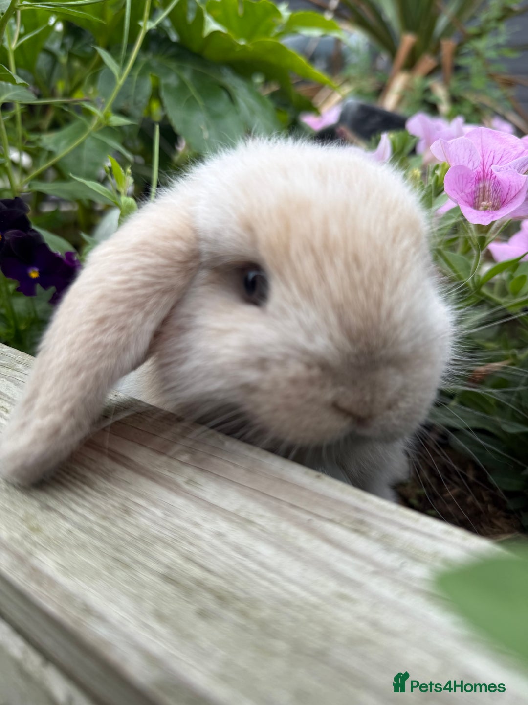 Mini Lop rabbits for sale: Mini Lop Buck  - Image 3