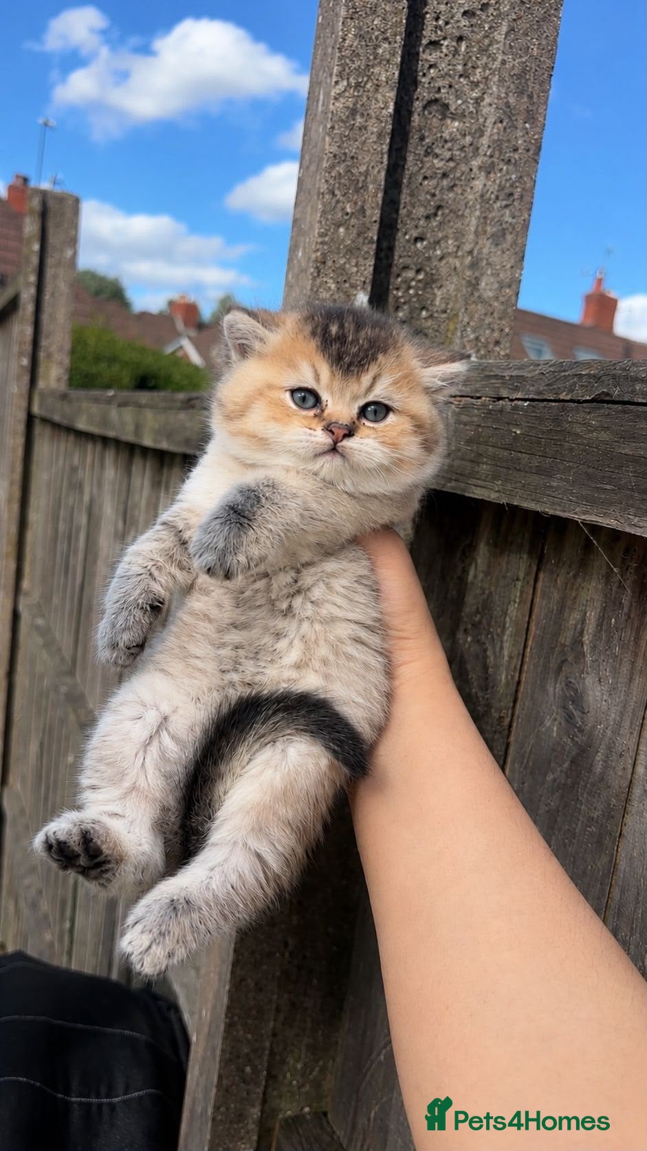 British Shorthair cats British Shorthair Cats - Advert 1
