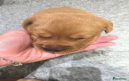 Labrador Retriever dogs for sale: Labrador puppies  - Advert 1