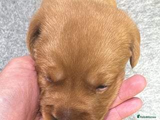 Labrador Retriever dogs Labrador puppies - Advert 1